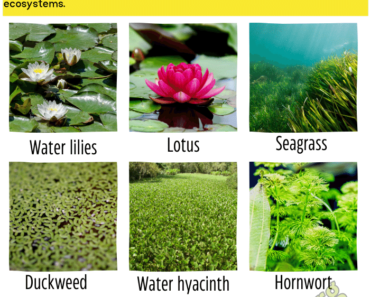 10 Aquatic Plants Name | Water Plants Names List With Pictures