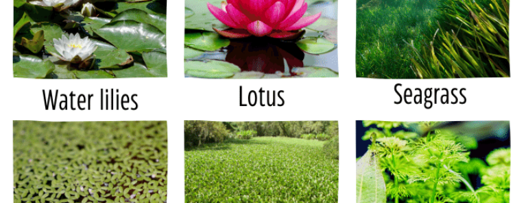 10 Aquatic Plants Name | Water Plants Names List With Pictures