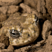 Arroyo Toad Arroyo Toad