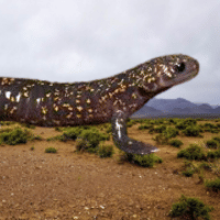 Asiatic Salamander