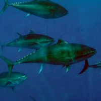 Atlantic Bluefin Tuna Atlantic Bluefin Tuna