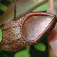 Attenborough’s Pitcher Plant