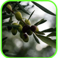 Autumn olives Autumn olives