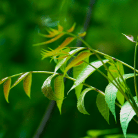 Azadirachta indica