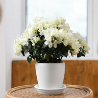 Azalea plant