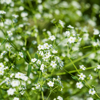 Baby's Breath plant
