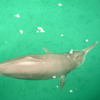 Baiji Dolphin