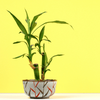 Bamboo plant