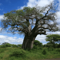 Baobab Tree