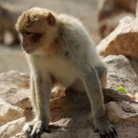 Barbary Macaque Barbary Macaque
