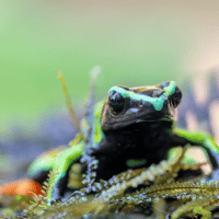 Baron’s Mantella