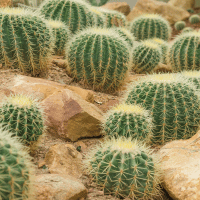Barrel Cactus