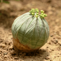 Baseball Plant