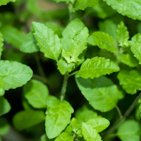 Basil plant