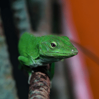 Basilisk