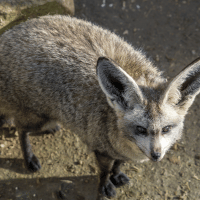 Bat Eared Fox