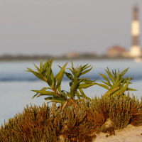 Beach Grass