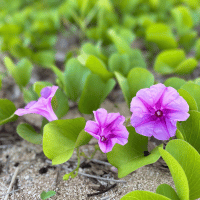 Beach Morning Glory