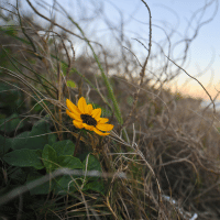 Beach Sunflower