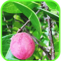 Beach plums