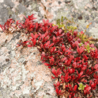 Bearberry