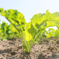 Beetroot plant