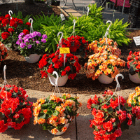 Begonia plant
