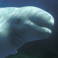 Beluga whale