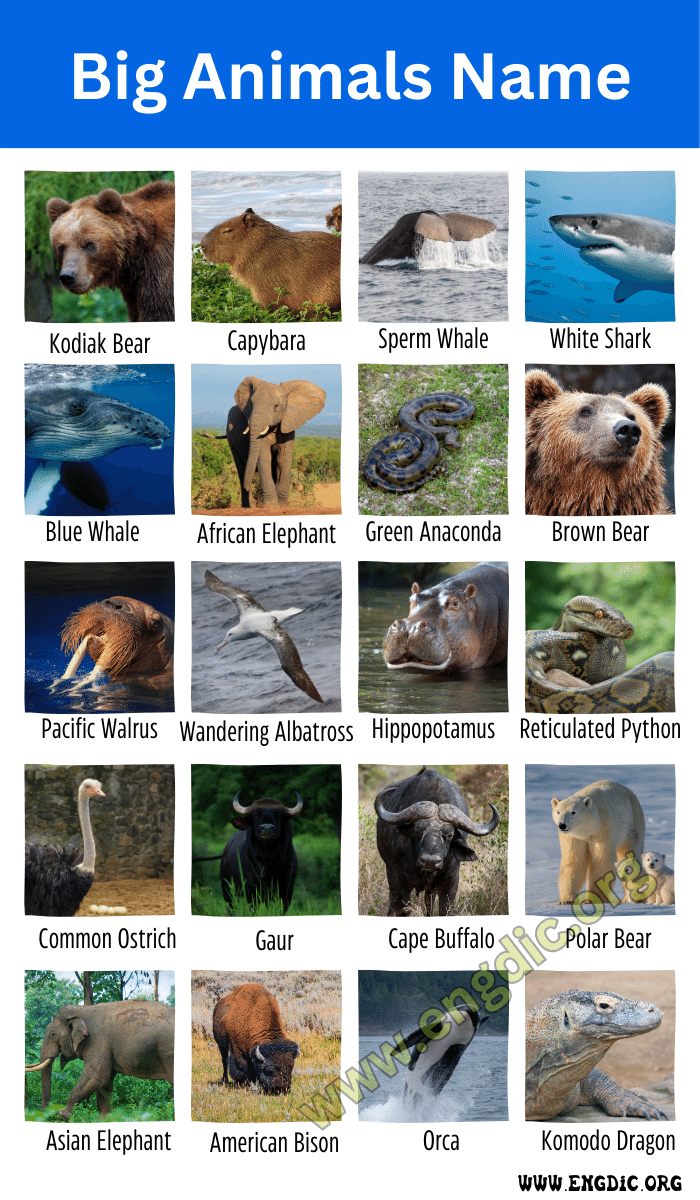 Big Animals Name