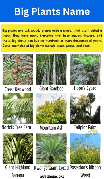 Big Plants Name Top 10 Largest Plants In The World Engdic 1664