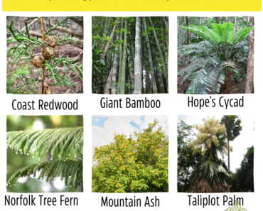 Big Plants Name: Top 10 Largest Plants in the World