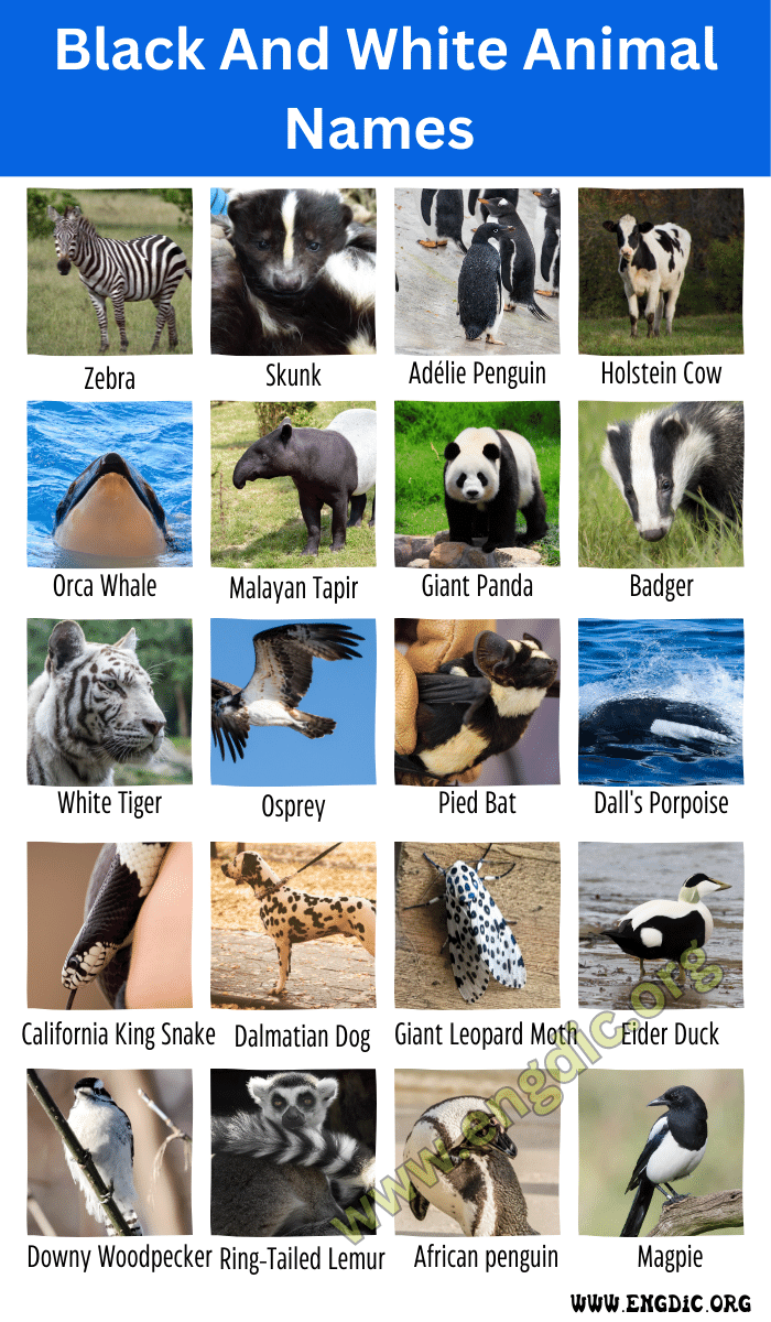 Black And White Animal Names