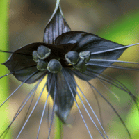 Black Bat Flower