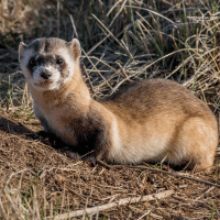 Black Footed Ferret Black Footed Ferret