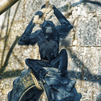Black Headed Spider Monkey Black Headed Spider Monkey