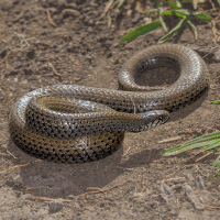 Black Mamba
