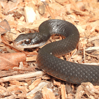 Black Racer
