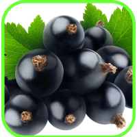 Black currants Black currants
