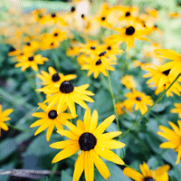 Black eyed Susan plant