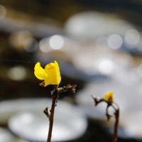 Bladderwort