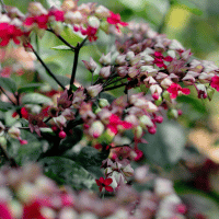 Bleeding Heart Vine