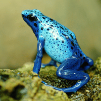 Blue Frog