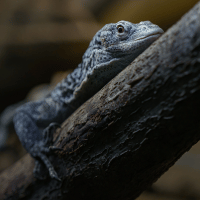 Blue Speckled Tree Monitor