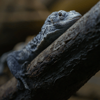 Blue Speckled Tree Monitor Blue Speckled Tree Monitor