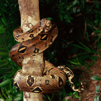 Boa