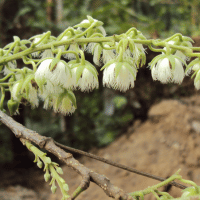 Top 10 Endangered Plants Names & Pictures - EngDic