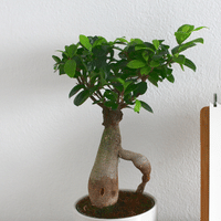 Bonsai Tree plant