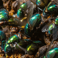 Bottle flies