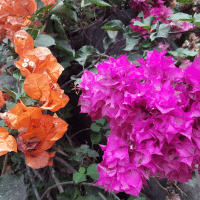 Bougainvilla