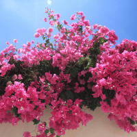 Bougainvillea